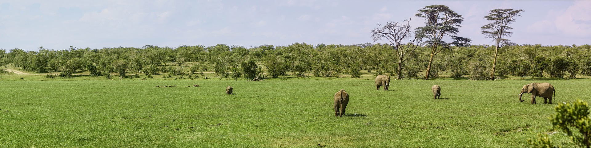 Majestic Kenya Safari